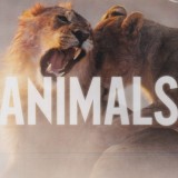 آهنگ Animals از مارون 5